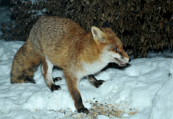 Fuchs frisst Vogelfutter im Schnee