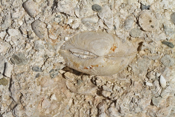 bivalve fossile