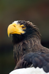 Steller's sea eagle (Haliaeetus pelagicus), portait with colorful background.