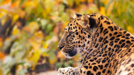 portrait of a leopard relaxing in front of a background of autumn foliage