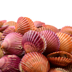 Raw scallop on white background 