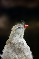 The red-legged seriema (Cariama cristata), also known as the crested cariama, and crested seriema, portrait.