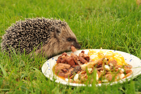 Igel frie&szlig;t 