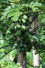 Papaya - Baum