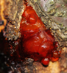 A beautiful red resin color on apricot wood