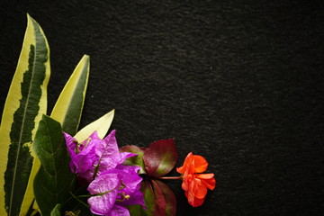 flowers on a background