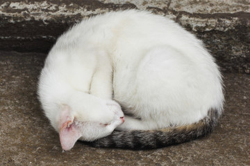 Curled up white cat sleeps deep on the stairs