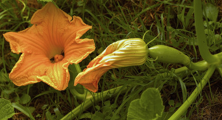 Fototapeta na wymiar Courgette plant with flowers and vegetables, grown in a field of organic farming