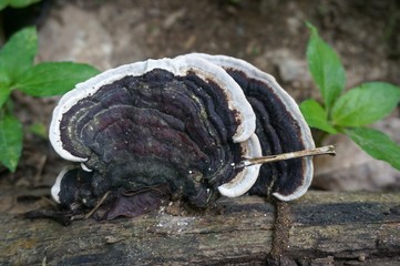 Black and white wild mushrooms growing in a timber