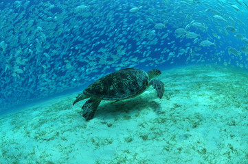 Obraz na płótnie Canvas Meeresschildkröte und Makrelen 