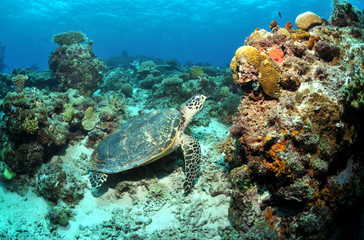 Naklejka na ściany i meble Meeresschildkröte im Korallenriff
