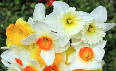 Fototapeta na wymiar Beautiful gently multicolored narcissus flowers