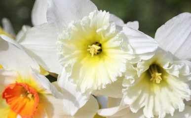 Beautiful gently narcissus flowers