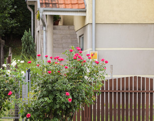 In front of the entry in the house a red rose blossomed