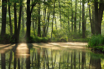 Spreewald im Morgenlicht