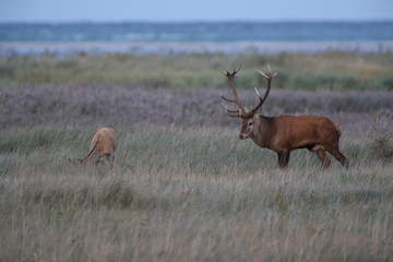 Deer on the darss, mecklenburg  pomerania, Germany