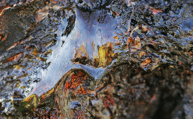 Gum, glue, hardened resin, sap from the bark on the trunk of a tree. Natural abstraction