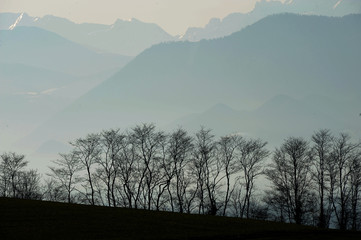 Silhouette d'arbres