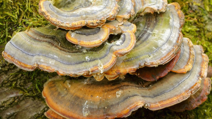 Tinder fungus growing on a tree trunk -close up