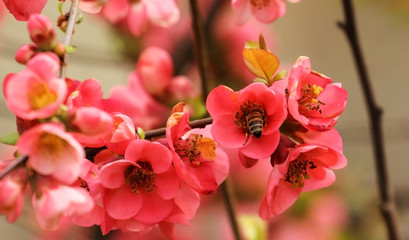 Fototapeta na wymiar The bee in the flower of the Japanese quince