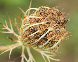 Autumn meadow flower macro with blurry background of meadow