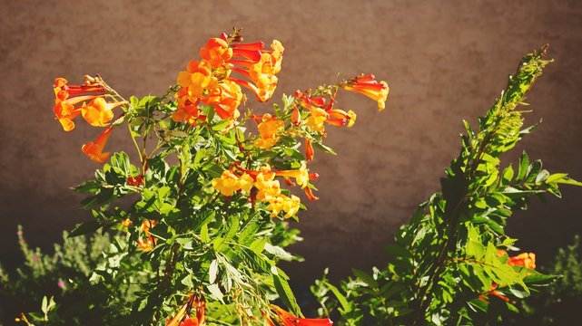 flowers in the garden