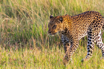 Big Leopard in beautiful morning light