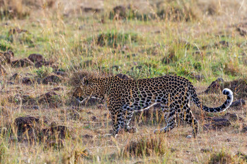 Leopard on the savannah i Masai Mara, Kenya