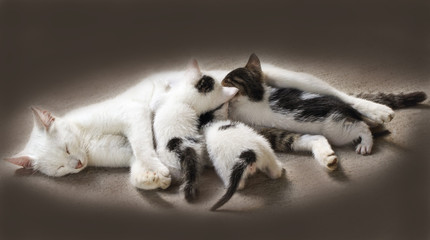 White cat feeds milk from their colorful kitten lying on the ground