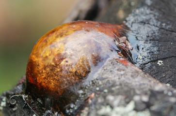 Resin on wood in the form of a hemisphere