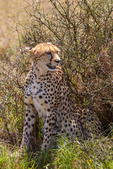 Cheetah at a bush in looking sideways