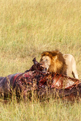 Obraz na płótnie Canvas Male Lion protect a kill on the savannah