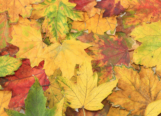 Naklejka na ściany i meble Red, green, yellow, and orange autumn leaves background. Outdoor. Colorful backround image of fallen autumn leaves perfect for seasonal use. Space for text