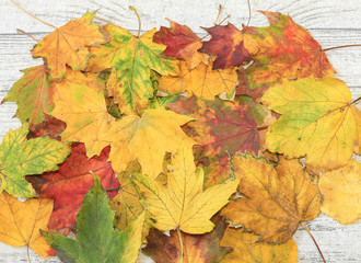 Naklejka na ściany i meble Red, green, yellow, and orange autumn leaves background. Outdoor. Colorful backround image of fallen autumn leaves perfect for seasonal use. Space for text
