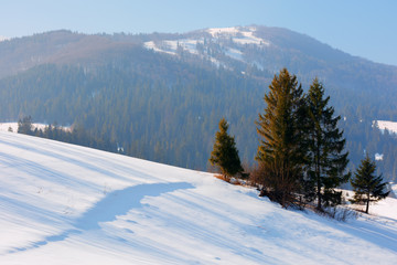 winter fairy tale in carpathian mountains. amazing scenery of borzhava ridge. spruce forest on hills. sunny weather with a bit of haze in the air