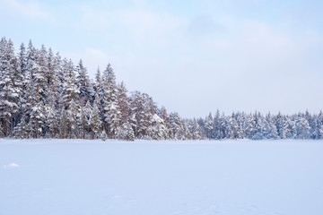 Coniferous forest at a lake covered with snow in the wilderness