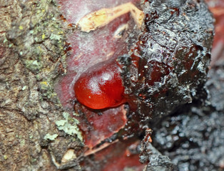 Medical raw material of vegetable resin of a tree