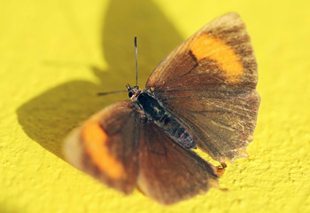 Butterfly and his shadow on a yellow wall