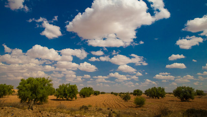 Landscape of an olive grove with blue sky and white clouds in Tunisia. Third country in the world ranking in olive oil production.
