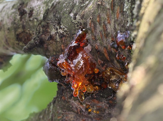 Sap dripping from the tree cherries