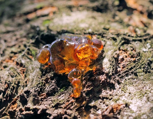 Sap dripping from the tree cherries