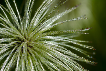 Obraz premium drops of dew on green grass