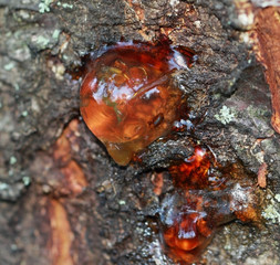 Resin on apricot tree