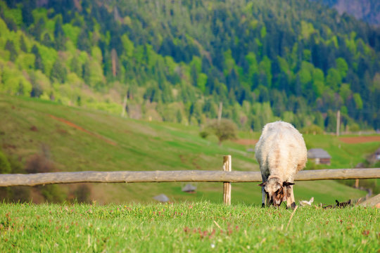 fluffy goat grazing on a mountain meadow.  fresh green grass near the wooden fence. distant ridge with snow capped tops. wonderful rural landscape in springtime. 