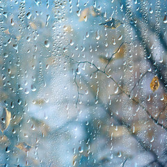 rain window autumn park branches leaves yellow / abstract autumn background, landscape in a rainy window, weather October rain