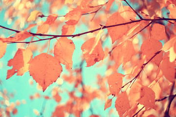 branches leaves yellow background / abstract seasonal background falling leaves beautiful photo