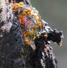 Fruit tree, resin tree illuminated by the sun