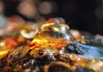 Fruit tree, resin tree illuminated by the sun
