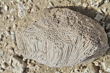 corail fossile