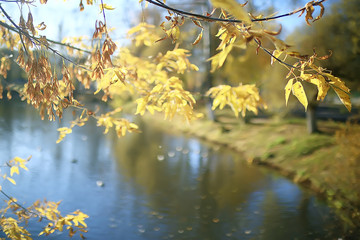 branches leaves yellow background / abstract seasonal background falling leaves beautiful photo